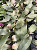 Carica l'immagine nel visualizzatore Galleria, Phalaenopsis Bronze Maiden (schilleriana x mannii 'Black' )