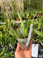 Carga la imagen en el visor de la Galería, Cattleya mossiae var. coerulea