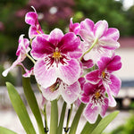 Carica l'immagine nel visualizzatore Galleria, Miltoniopsis Princess Diana