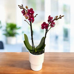 Carica l'immagine nel visualizzatore Galleria, Phalaenopsis Reyoung Miley