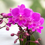 Carica l'immagine nel visualizzatore Galleria, Phalaenopsis Cassiopea