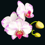 Carica l'immagine nel visualizzatore Galleria, Phalaenopsis Fong Tien's Amapearl 'Cone Pearl CL913G'