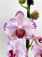 Carica l'immagine nel visualizzatore Galleria, Phalaenopsis Fong Tien's Amapearl 'Cone Pearl CL913G'