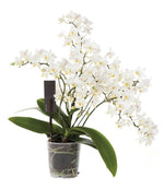 Carica l'immagine nel visualizzatore Galleria, Phalaenopsis Sogo Popcorn