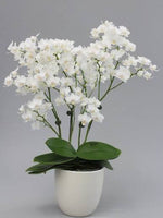 Carica l'immagine nel visualizzatore Galleria, Phalaenopsis Sogo Popcorn