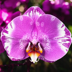 Carica l'immagine nel visualizzatore Galleria, Phalaenopsis Victorio