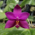 Carica l'immagine nel visualizzatore Galleria, Phalaenopsis violacea 'Indigo Red' (magenta form)