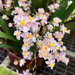 Carica l'immagine nel visualizzatore Galleria, Oncidium Twinkle light pink