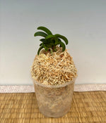 Carica l'immagine nel visualizzatore Galleria, Neofinetia falcata 'Jyukai' 樹海