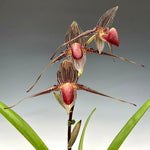 Carica l'immagine nel visualizzatore Galleria, Paphiopedilum rothschildianum x sib ('Dark Horizon' × 'Auja') GM/DOG, FCC/AOS - Orchid Inn, Ltd.
