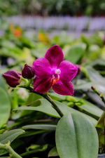 Carica l'immagine nel visualizzatore Galleria, Phalaenopsis Ember
