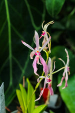 Carica l'immagine nel visualizzatore Galleria, Renanthera vietnamensis x Vanda falcata