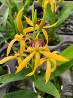 Carica l'immagine nel visualizzatore Galleria, Encyclia vitellina x cochleata