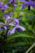 Carica l'immagine nel visualizzatore Galleria, Vanda coerulescens x Neostylis Lou Sneary Blue
