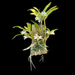 Carica l'immagine nel visualizzatore Galleria, Dendrobium scabrilingue