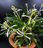 Carica l'immagine nel visualizzatore Galleria, Neofinetia falcata 'Nanngokunomai' 南国の舞
