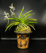 Carica l'immagine nel visualizzatore Galleria, Neofinetia falcata 'Nanngokunomai' 南国の舞