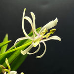 Carica l'immagine nel visualizzatore Galleria, Neofinetia falcata 'Nanngokunomai' 南国の舞