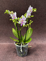 Carica l'immagine nel visualizzatore Galleria, Phalaenopsis Blossom Bliss