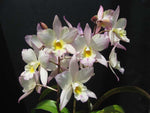 Carica l'immagine nel visualizzatore Galleria, Cattleya (Iwanagara) Apple Blossom