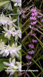 Carica l'immagine nel visualizzatore Galleria, Trichoglottis rosea x latisepala