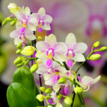 Carica l'immagine nel visualizzatore Galleria, Phalaenopsis Blossom Bliss