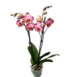 Carica l'immagine nel visualizzatore Galleria, Phalaenopsis Paisaje
