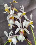 Carica l'immagine nel visualizzatore Galleria, Holcoglossum Incantatio (lingulatum x wangii)