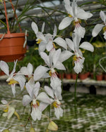 Carica l'immagine nel visualizzatore Galleria, Holcoglossum Incantatio (lingulatum x wangii)