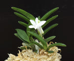 Carica l'immagine nel visualizzatore Galleria, Neofinetia falcata 'Jeonghyeon' 정현 正玄
