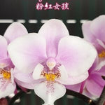 Carica l'immagine nel visualizzatore Galleria, Phalaenopsis Jiaho's Pink Girl (P. schilleriana × P. Zuma's Pixie)