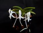 Carica l'immagine nel visualizzatore Galleria, Neofinetia falcata 'Kinkujaku' 金孔雀