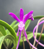 Carica l'immagine nel visualizzatore Galleria, Neofinetia falcata ‘Kouyou’ 紅陽