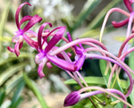 Carica l'immagine nel visualizzatore Galleria, Neofinetia falcata ‘Kouyou’ 紅陽