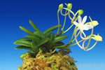 Carica l'immagine nel visualizzatore Galleria, Neofinetia falcata 'Kuroshinju' 흑진주 黒真珠