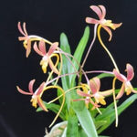 Carica l'immagine nel visualizzatore Galleria, Neofinetia falcata 'Kyobijin' 京美人
