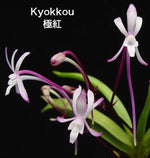 Carica l'immagine nel visualizzatore Galleria, Neofinetia falcata ‘Kyokkou’ 極紅