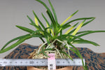 Carica l'immagine nel visualizzatore Galleria, Neofinetia falcata 'Kyokushou' 旭昇