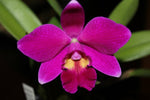 Carica l'immagine nel visualizzatore Galleria, Cattleya Pumistans 'CT-Little Red' (pumila × praestans)