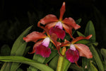Carica l'immagine nel visualizzatore Galleria, Laelia tenebrosa "Midnight" x Cattleya tigrina "Escura"