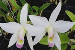 Carica l'immagine nel visualizzatore Galleria, Laelia anceps var. ashworthiana
