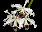Carica l'immagine nel visualizzatore Galleria, Laelia crispa