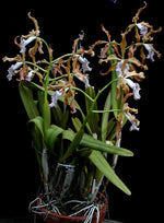 Carica l'immagine nel visualizzatore Galleria, Laelia grandis