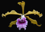 Carica l'immagine nel visualizzatore Galleria, Laelia grandis