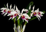 Carica l'immagine nel visualizzatore Galleria, Laelia purpurata var. semi-alba