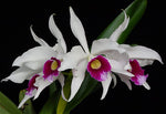 Carica l'immagine nel visualizzatore Galleria, Laelia purpurata var. semi-alba