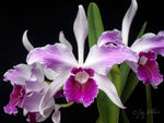 Carica l'immagine nel visualizzatore Galleria, Laelia purpurata var. striata