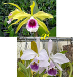 Carica l'immagine nel visualizzatore Galleria, Laelia tenebrosa var. aurea x Cattleya gaskelliana var. coerulea