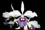 Carica l'immagine nel visualizzatore Galleria, Laelia purpurata Werkhäuseri x Cattleya warneri coerulea