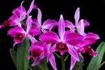 Carica l'immagine nel visualizzatore Galleria, Cattleya purpurata f. rubra x f. sanguinea